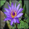 Image 7 : flower 1