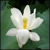 Image 8 : flower 2